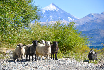 white and colored sheep with lanin volcano at lanin national park, patagonia, argentina