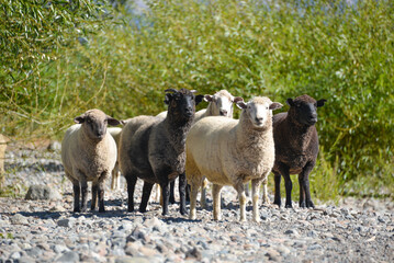 white and colored sheep at lanin national park, patagonia, argentina