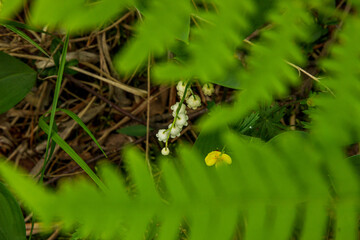 Lily of the Valley lawn with lots of flowers in the forest