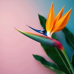 Vibrant orange strelitzia on vivid blue backdrop with tropical vibes, bloom, tropical, flower