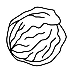 Hand Drawn Cabbage Doodle