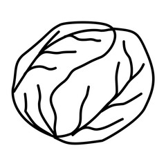 Hand Drawn Cabbage Doodle