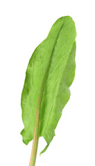 One fresh green sorrel leaf isolated on white