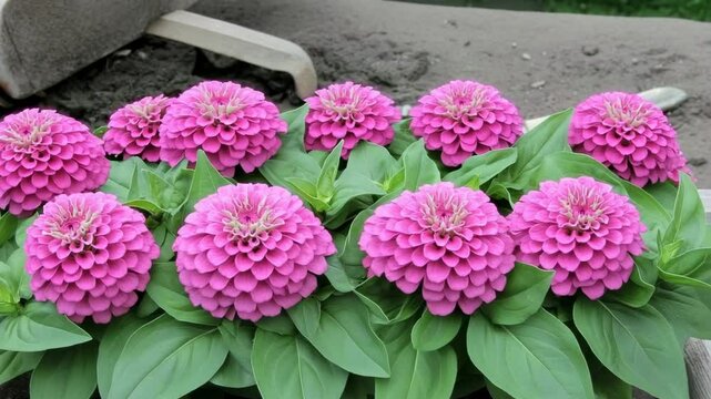 Close-up view of a row of bright pink zinnia elegans flowers in full bloom, surrounded by vibrant green leaves and a natural background.
