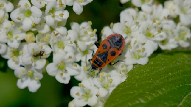 Vibrant firebug rests on delicate white blossoms, showcasing the colorful wonders of spring