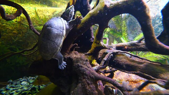 Turtle exploring a submerged tree root in its aquatic habitat, blending seamlessly with nature