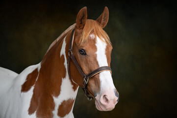 Naklejka premium portrait of a pinto horse on a painterly green backdrop
