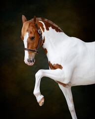 Portrait of a chestnut and white horse on a green painterly backdrop, wearing a halter with horse...