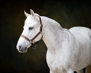 white horse portrait on painterly green backdrop fine art