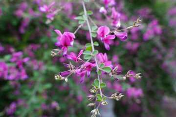 京都の寺院の庭に咲く赤い萩の花
