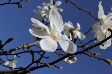 magnolia tree blossom. Colorful landscape with white flowers in spring. Amazing magnolia background. Magnolia bud close-up. Beautiful white magnolia petals on a blue sky background. Magnolia branches.