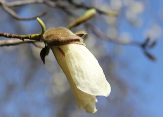 Colorful landscape with white flowers in spring. Amazing magnolia background. Magnolia bud close-up. Beautiful white magnolia petals on a blue sky background. Magnolia branches.