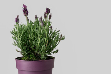 Pot with lavender on white background