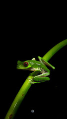 red eyes frog, rana de ojos rojos