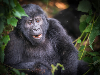 Laughing Gorilla