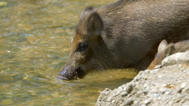 Boars roaming freely near the water, showcasing untamed wildlife in its natural habitat