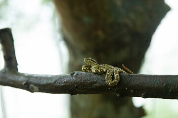 Eyeslash Pitviper, Vibora Bocaraca. Serpiente venenosa  
