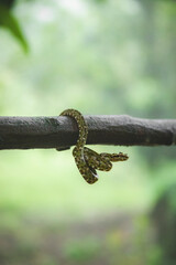 Eyeslash Pitviper, Vibora Bocaraca. Serpiente venenosa  