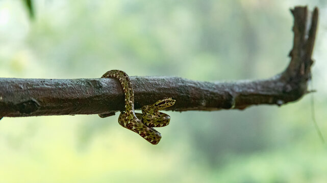 Eyeslash Pitviper, Vibora Bocaraca. Serpiente venenosa  