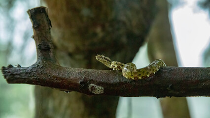 Eyeslash Pitviper, Vibora Bocaraca. Serpiente venenosa  