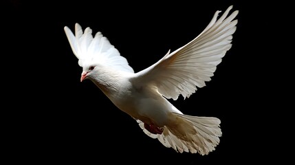 Obraz premium Graceful White Pigeon Flying Against Void Background