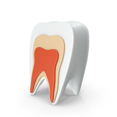 Human tooth half cut