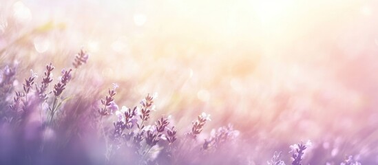 Obraz premium Serene Lavender Field at Sunrise: A Breathtaking Panorama of Purple Blossoms