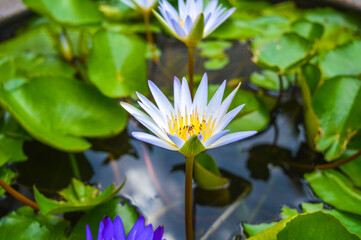 close up of a beautiful white lotus flower