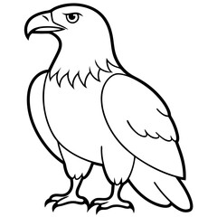 Bald Eagle vector line art on white background