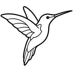 hummingbird vector illustration