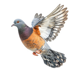 Flying Pigeon with Wings Spread Isolated on White 
