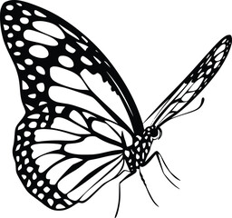 Black and white bold vector of a butterfly landing, isolated on white background.