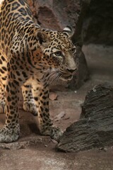 a young leopard stands on a rock observing the surroundings