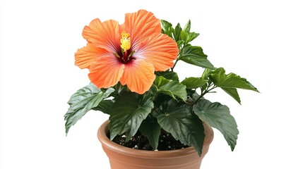 Obraz premium Beautiful Orange Hibiscus Flower Potted Plant Lush Green Leaves Vibrant Blossom Tropical Bloom Home Decor Garden Plant Bright Summer Flower Potted Hibiscus Red Stem Life Shot Image