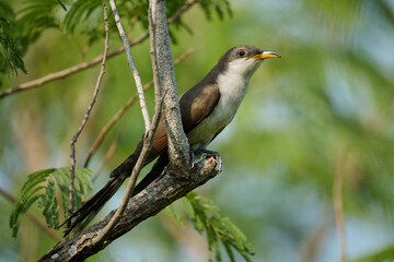 Yellow billed cuckoo, coccyzus Americanus, perched on a branch on South Padre Island, TX.