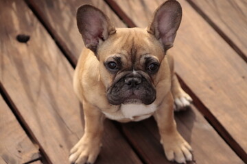 Cute Little French Bulldog Puppy. 