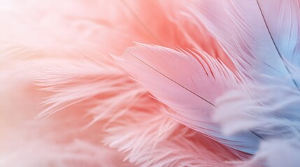 Soft pastel feathers, sunlight background, nature texture, website design