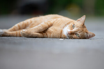 Cute cat lying on the ground in the garden, stock photo