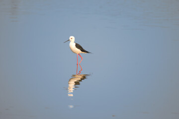 The beautiful Black winged stilt standing on the waterbody  with long legs with reflection. 