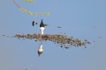 The beautiful Black winged stilt standing on the waterbody  with long legs with reflection. 