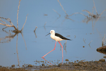 The beautiful Black winged stilt standing on the waterbody  with long legs. 