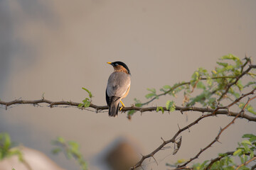 A striking Brahminy starling perched on a thin branch with green leaves. The bird warm plumage contrasts nicely with the natural tones of the environment.