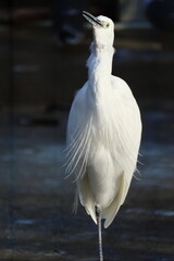 白い大きなサギ