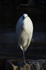 水辺に立つコサギ