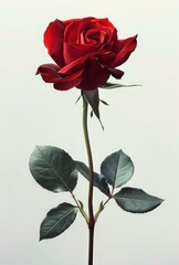 Fototapeta premium Single red rose with detailed petals and green leaves on a slender stem against a light neutral background, evoking elegance and natural beauty