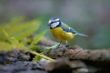 Eurasian Blue Tit, Cyanistes caeruleus (sýkora modřinka), in the blurred background take bath at the forest waterhole Water mirror.
