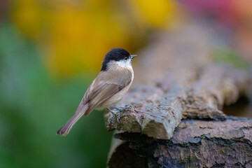 Marsh Tit, Poecile palustris, t the forest waterhole. Mirroring in the water. 