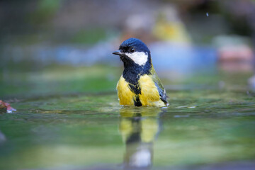 Fototapeta premium Close up Great tit, Parus major sitting at the forest waterhole Mirroring in the water. 