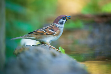 Eurasian tree sparrow (Passer montanus). The chestnut colored bird is one of the most common birds...