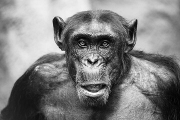 Black and white portrait of a common chimpanzee (Pan troglodytes)
